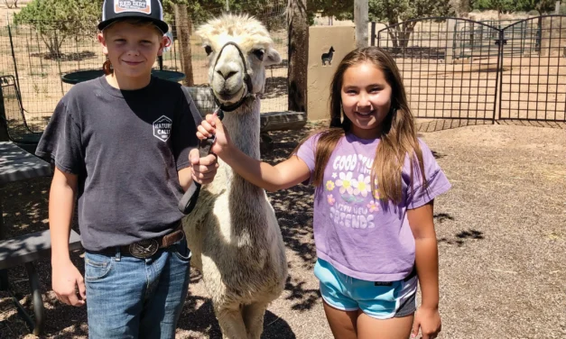 20th annual Alpaca Farm Dayscelebration returns to Kingman